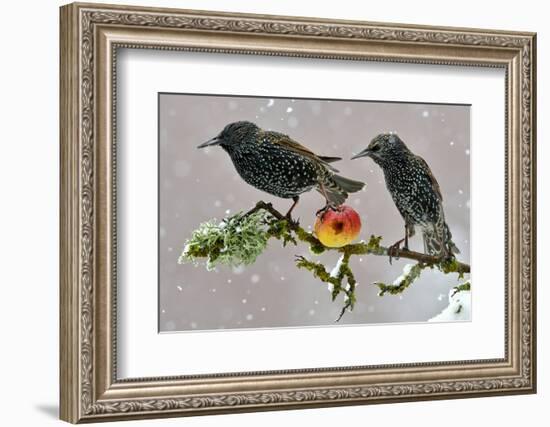 Starlings (Sturnus Vulgaris), Adults Perched on Branch in Winter Feeding on Apple-Michel Poinsignon-Framed Photographic Print