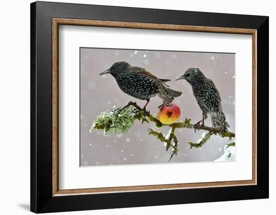 Starlings (Sturnus Vulgaris), Adults Perched on Branch in Winter Feeding on Apple-Michel Poinsignon-Framed Photographic Print