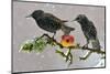 Starlings (Sturnus Vulgaris), Adults Perched on Branch in Winter Feeding on Apple-Michel Poinsignon-Mounted Photographic Print