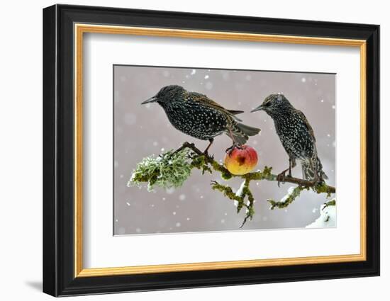 Starlings (Sturnus Vulgaris), Adults Perched on Branch in Winter Feeding on Apple-Michel Poinsignon-Framed Photographic Print