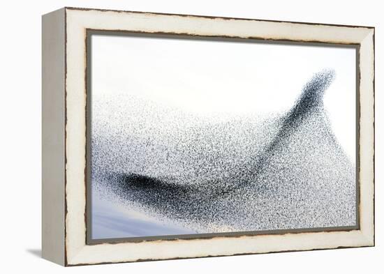 Starlings-null-Framed Premier Image Canvas