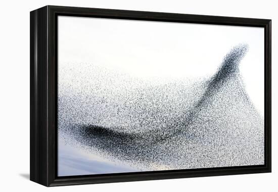 Starlings-null-Framed Premier Image Canvas