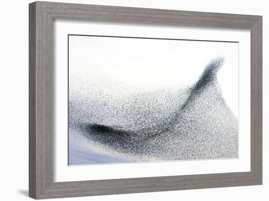 Starlings-null-Framed Photographic Print