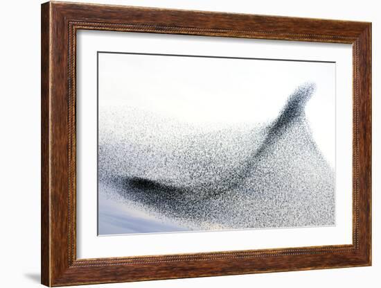 Starlings-null-Framed Photographic Print