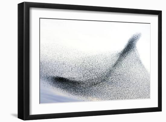 Starlings-null-Framed Photographic Print