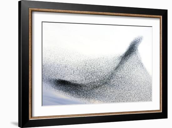 Starlings-null-Framed Photographic Print