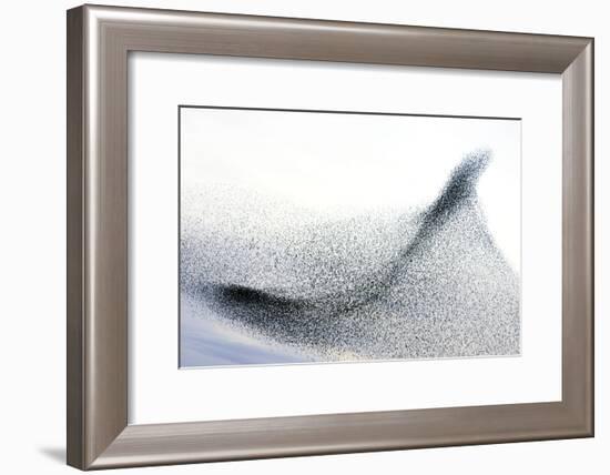 Starlings-null-Framed Photographic Print