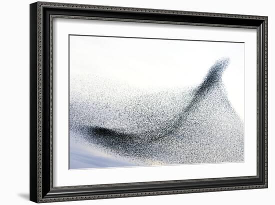 Starlings-null-Framed Photographic Print