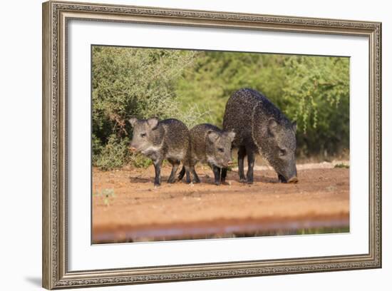 Starr County, Texas. Collared Peccary Family in Thorn Brush Habitat-Larry Ditto-Framed Photographic Print