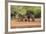 Starr County, Texas. Collared Peccary Family in Thorn Brush Habitat-Larry Ditto-Framed Photographic Print