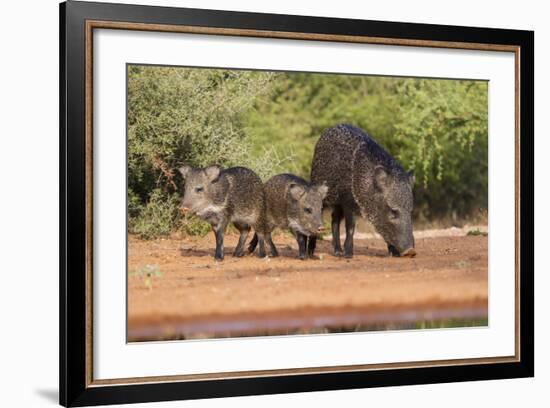 Starr County, Texas. Collared Peccary Family in Thorn Brush Habitat-Larry Ditto-Framed Photographic Print