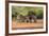 Starr County, Texas. Collared Peccary Family in Thorn Brush Habitat-Larry Ditto-Framed Photographic Print