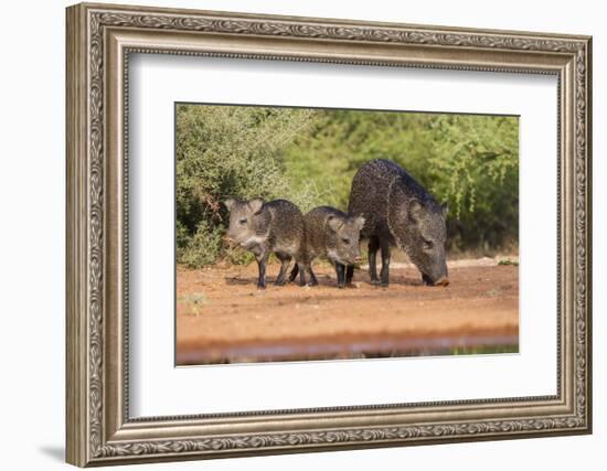 Starr County, Texas. Collared Peccary Family in Thorn Brush Habitat-Larry Ditto-Framed Photographic Print