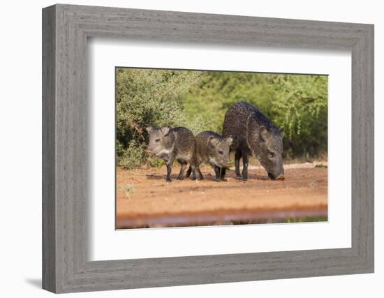 Starr County, Texas. Collared Peccary Family in Thorn Brush Habitat-Larry Ditto-Framed Photographic Print