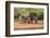 Starr County, Texas. Collared Peccary Family in Thorn Brush Habitat-Larry Ditto-Framed Photographic Print