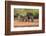 Starr County, Texas. Collared Peccary Family in Thorn Brush Habitat-Larry Ditto-Framed Photographic Print