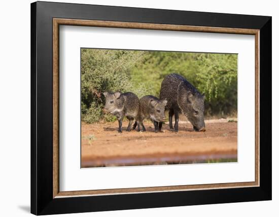 Starr County, Texas. Collared Peccary Family in Thorn Brush Habitat-Larry Ditto-Framed Photographic Print