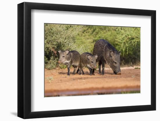 Starr County, Texas. Collared Peccary Family in Thorn Brush Habitat-Larry Ditto-Framed Photographic Print