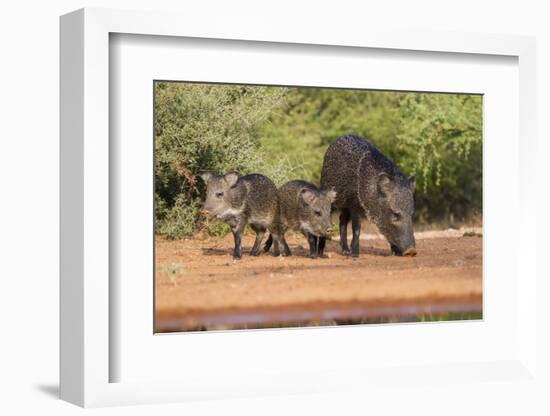 Starr County, Texas. Collared Peccary Family in Thorn Brush Habitat-Larry Ditto-Framed Photographic Print