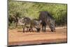 Starr County, Texas. Collared Peccary Family in Thorn Brush Habitat-Larry Ditto-Mounted Photographic Print
