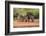 Starr County, Texas. Collared Peccary Family in Thorn Brush Habitat-Larry Ditto-Framed Photographic Print