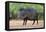 Starr County, Texas. Collared Peccary in Thorn Brush Habitat-Larry Ditto-Framed Premier Image Canvas