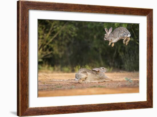 Starr County, Texas. Eastern Cottontail Rabbits at Play-Larry Ditto-Framed Photographic Print