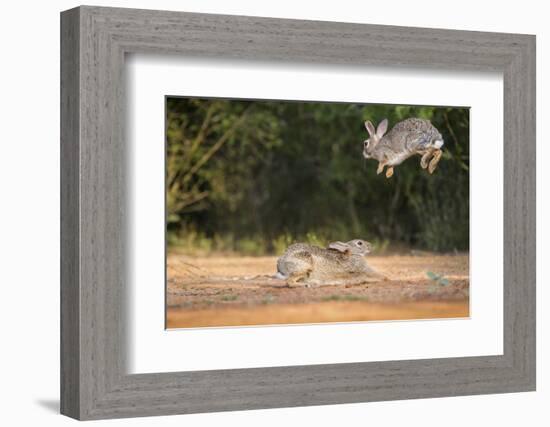 Starr County, Texas. Eastern Cottontail Rabbits at Play-Larry Ditto-Framed Photographic Print