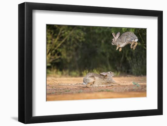 Starr County, Texas. Eastern Cottontail Rabbits at Play-Larry Ditto-Framed Photographic Print