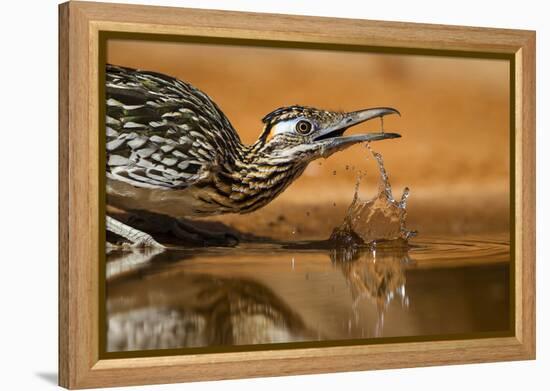 Starr County, Texas. Greater Roadrunner Drinking at Pond-Larry Ditto-Framed Premier Image Canvas