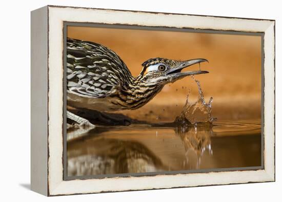 Starr County, Texas. Greater Roadrunner Drinking at Pond-Larry Ditto-Framed Premier Image Canvas