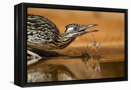 Starr County, Texas. Greater Roadrunner Drinking at Pond-Larry Ditto-Framed Premier Image Canvas