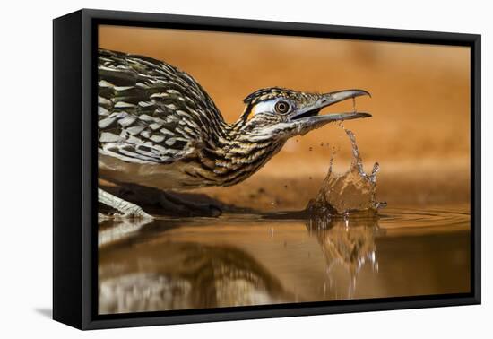 Starr County, Texas. Greater Roadrunner Drinking at Pond-Larry Ditto-Framed Premier Image Canvas