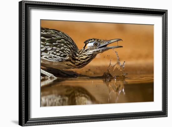 Starr County, Texas. Greater Roadrunner Drinking at Pond-Larry Ditto-Framed Photographic Print