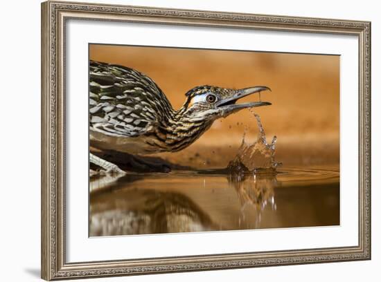 Starr County, Texas. Greater Roadrunner Drinking at Pond-Larry Ditto-Framed Photographic Print