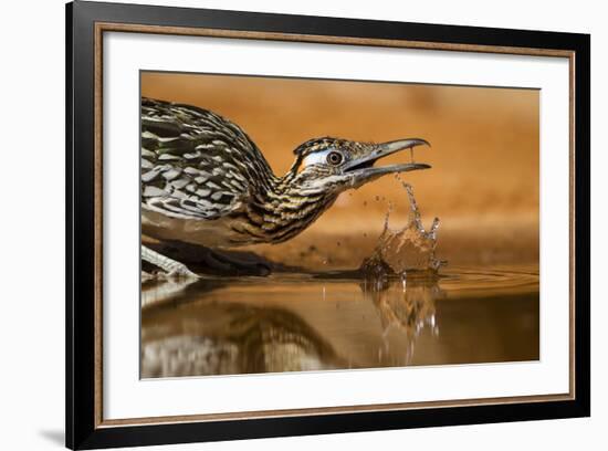 Starr County, Texas. Greater Roadrunner Drinking at Pond-Larry Ditto-Framed Photographic Print