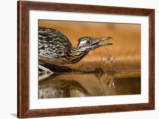 Starr County, Texas. Greater Roadrunner Drinking at Pond-Larry Ditto-Framed Photographic Print