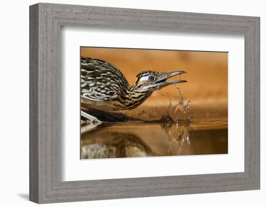 Starr County, Texas. Greater Roadrunner Drinking at Pond-Larry Ditto-Framed Photographic Print