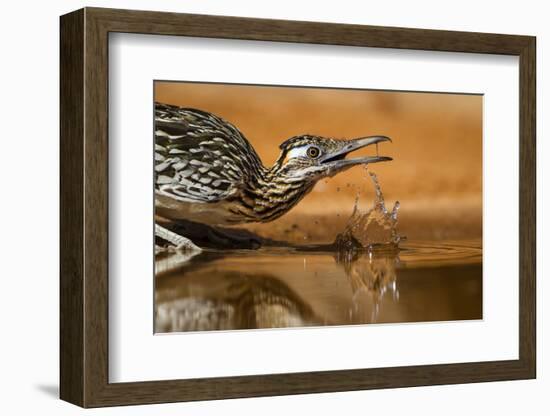 Starr County, Texas. Greater Roadrunner Drinking at Pond-Larry Ditto-Framed Photographic Print