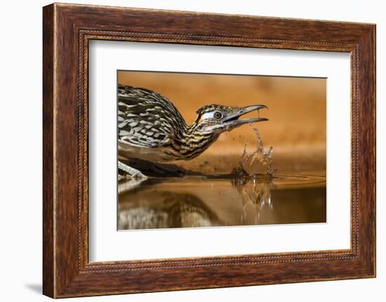 Starr County, Texas. Greater Roadrunner Drinking at Pond-Larry Ditto-Framed Photographic Print