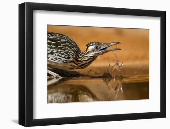 Starr County, Texas. Greater Roadrunner Drinking at Pond-Larry Ditto-Framed Photographic Print