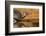 Starr County, Texas. Greater Roadrunner Drinking at Pond-Larry Ditto-Framed Photographic Print