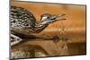 Starr County, Texas. Greater Roadrunner Drinking at Pond-Larry Ditto-Mounted Photographic Print