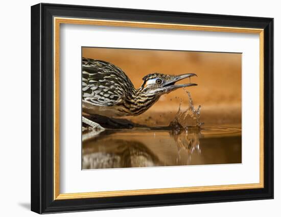 Starr County, Texas. Greater Roadrunner Drinking at Pond-Larry Ditto-Framed Photographic Print