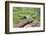 Starr County, Texas. Green Jay, Cyanocorax Yncas, Eating Acorn-Larry Ditto-Framed Photographic Print