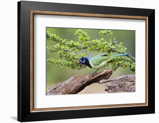 Starr County, Texas. Green Jay, Cyanocorax Yncas, Eating Acorn-Larry Ditto-Framed Photographic Print