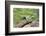 Starr County, Texas. Green Jay, Cyanocorax Yncas, Eating Acorn-Larry Ditto-Framed Photographic Print