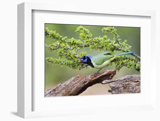 Starr County, Texas. Green Jay, Cyanocorax Yncas, Eating Acorn-Larry Ditto-Framed Photographic Print