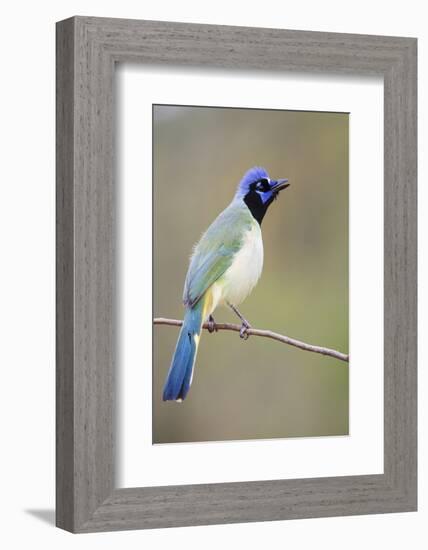 Starr County, Texas. Green Jay Threat Display to Other Jays-Larry Ditto-Framed Photographic Print