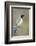 Starr County, Texas. Green Jay Threat Display to Other Jays-Larry Ditto-Framed Photographic Print